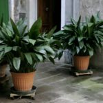 Aspidistra elatior